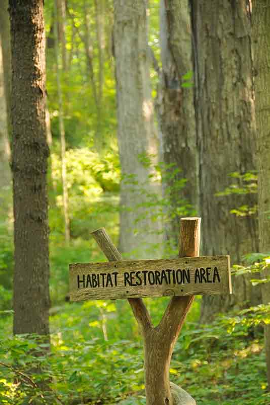 forest background with a wooden sign