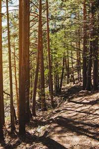 a forest road through the trees