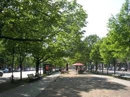 Linden Trees lining a road